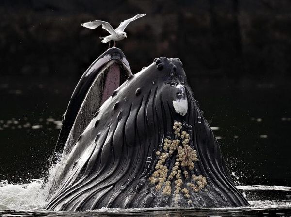 Foto Jawara European Photography Awards 2026 Bikin Susah Berkedip
