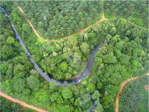 Jejak 651 Spesies di Hutan Konservasi Solok Selatan