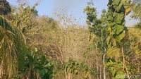 Kebakaran Hutan Bukit Pertapan Bayat Klaten Akhirnya Padam