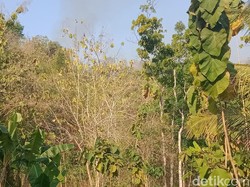 Kebakaran Hutan Bukit Pertapan Bayat Klaten Akhirnya Padam