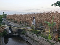 Akhir Hidup Pria Banyuwangi Tewas Dimassa gegara Kepergok Curi Jeruk