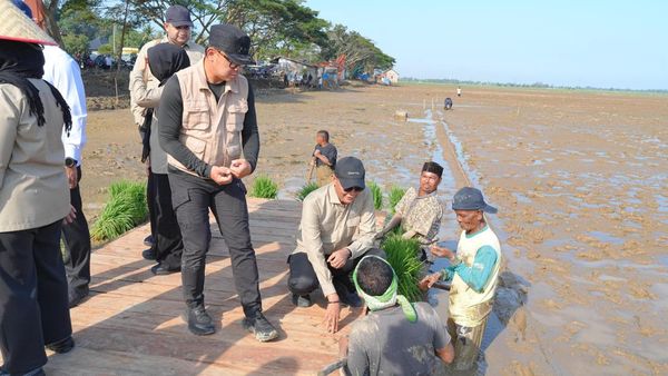 Menata Kembali Sawah Aceh Pascabencana, Pemerintah Turun Tangan