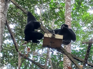 Menjaga Habitat, Merawat Siamang hingga Rangkong di Solok Selatan