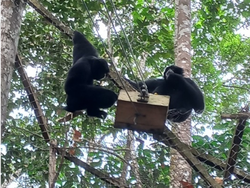 Menjaga Habitat, Merawat Siamang hingga Rangkong di Solok Selatan