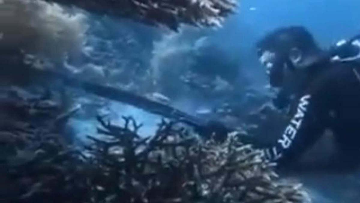 Pelatih Selam Asal Tiongkok Ditangkap Usai Santap Penyu Raja Ampat