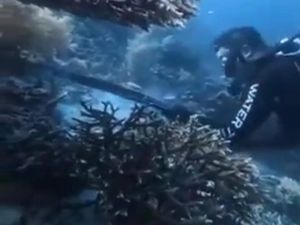 WN China Ditangkap gegara Buru-Santap Penyu di Raja Ampat