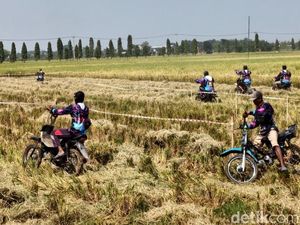 Balap Ojek Gabah Warnai Panen Raya di Lamongan