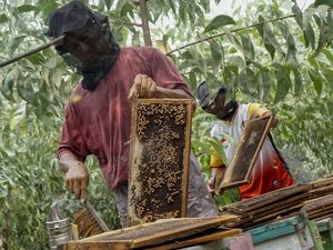Panen Madu Apis Mellifera, Sekali Panen Capai 300 Kg