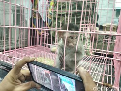 Sadis! Anak Monyet Ekor Panjang Ditemukan dalam Koper di Bandara Juanda