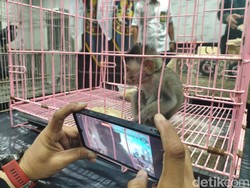 Anak Monyet-Tupai Diselundupkan Dalam Koper dari Juanda ke Makassar
