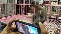 Anak Monyet-Tupai Diselundupkan Dalam Koper, Terbongkar di Bandara Juanda