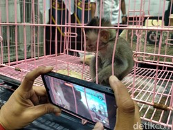Anak Monyet-Tupai Diselundupkan Dalam Koper, Terbongkar di Bandara Juanda