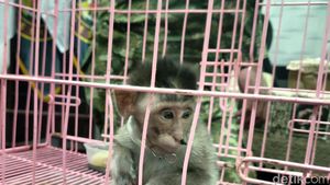 Penggagalan Penyelundupan Satwa di Juanda, Anak Kera Disembunyikan dalam Koper