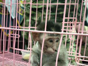 Penggagalan Penyelundupan Satwa di Juanda, Anak Kera Disembunyikan dalam Koper