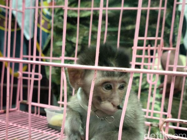 Penggagalan Penyelundupan Satwa di Juanda, Anak Kera Disembunyikan dalam Koper