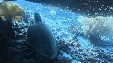 Tragedi Konsumsi Satwa Langka di Raja Ampat: Kronologi WN China Jerat Penyu Sisik Demi Santapan