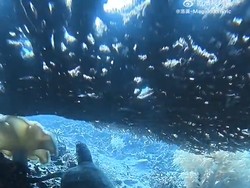 Video Viral Penyu Dipanah, Terduga Pelaku WNA Diciduk Pas Mau Kabur!