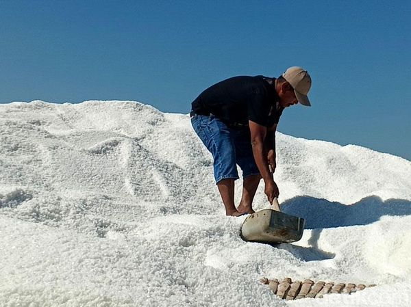 Kemarau Jadi Berkah, Produksi Garam Petani Sampang Meningkat