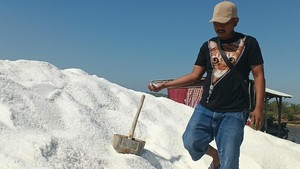 Kemarau Panjang, Hasil Panen Petani Garam Sampang Naik 2X Lipat