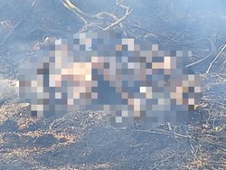Petani di Lampung Tewas Terbakar Saat Bersihkan Lahan untuk Tanam Kangkung