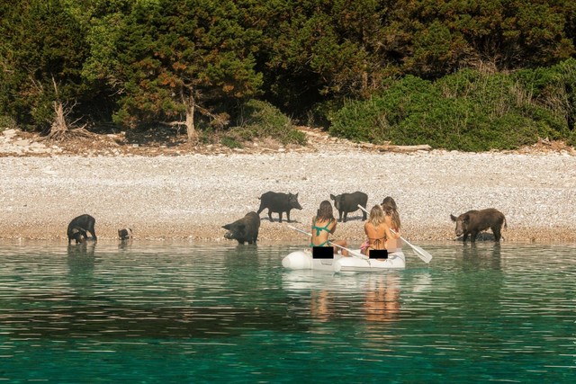 Paket Wisata Unik: Berenang di Pantai... sama Babi Hutan
