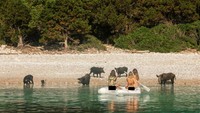 Paket Wisata Unik: Berenang di Pantai... sama Babi Hutan