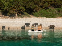 Paket Wisata Unik: Berenang di Pantai... sama Babi Hutan