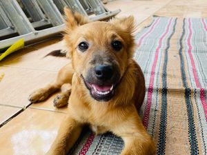 2 Anjing Warga Mijen Semarang Mati Misterius, Pemilik Lapor Polisi