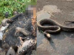 Monyet hingga Ular Ditemukan Mati Hangus Akibat Karhutla di Seruyan