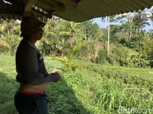Teror Ratusan Kera Resahkan Warga Desa Nyalian Klungkung