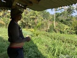 Teror Ratusan Kera Resahkan Warga Desa Nyalian Klungkung