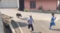 Video Babi Hutan Bikin Geger, Teror Puskesmas Campaka Cianjur