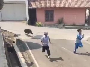 Jabar Hari Ini: Babi Hutan Bikin Heboh Pengunjung Puskesmas