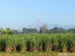 Siang Ini Gunung Semeru Erupsi Lontarkan Abu Vulkanik Setinggi 1 Km
