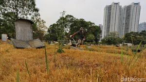 Kemarau Panjang, Rumput Makam di Menteng Pulo Mulai Menguning
