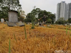 Kemarau Panjang, Rumput Makam di Menteng Pulo Mulai Menguning