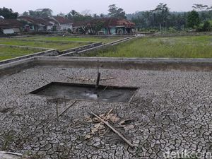 Potret Kekeringan di Tasikmalaya, Sawah Kering Kerontang