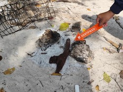 WN China Buru-Santap Penyu di Raja Ampat, Panci-Sumpit Disita