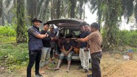 Polres Kuansing Tangkap 4 Penambang Emas Ilegal di Lahan KUD