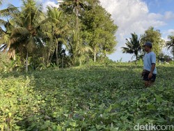 Teror Kera di Desa Nyalian, BPBD Klungkung Akan Koordinasi dengan BKSDA