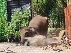Momen Pawang Tertimpa Gajah di Lembang
