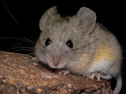 Tikus Kecil Ini Hidup di Ketinggian Hampir 7 Km, Ototnya Bak Atlet Maraton