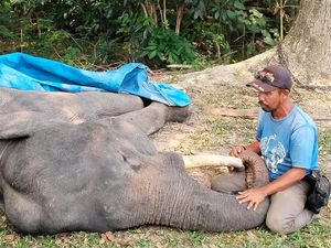 Gajah Binaan di PLG Minas Mati!