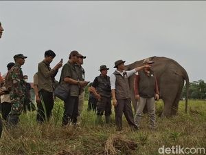 Menhut Maksimalkan Pemadaman Karhutla di SM Padang Sugihan