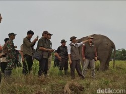 Menhut Maksimalkan Pemadaman Karhutla di SM Padang Sugihan
