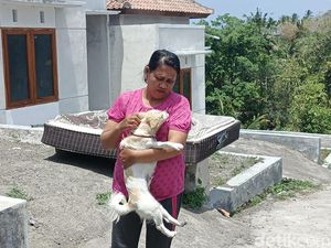 2 Anak dan Ibu di Jembrana Digigit Anjing Diduga Rabies