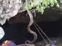 Detik-detik Pawang Digigit Ular Piton di Buton Tengah