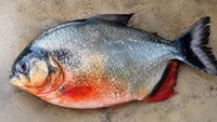 Geger Ikan Piranha di Perairan Malaysia, Pemerintah Minta Warga Tenang
