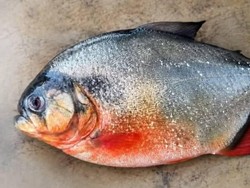 Geger Ikan Piranha di Perairan Malaysia, Pemerintah Minta Warga Tenang