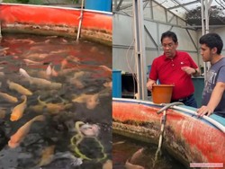 Usai Tak Jadi Menkeu, Purbaya Punya Kesibukan Baru: Budidaya Ikan Nila